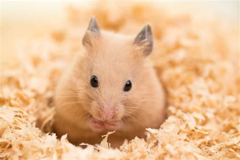 hasmter|Hamster Definition & Meaning